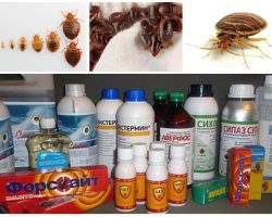 Revisione dei rimedi più efficaci per gli insetti domestici
