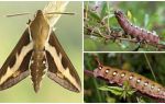Beskrivelse og foto caterpillar vinhøg