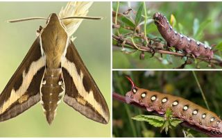 Beskrivelse og foto caterpillar vinhøg