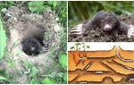 Beskrivelse og billeder af mole mol