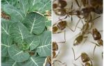 Kako spasiti kupus od mrava
