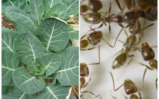 Jak uratować kapustę przed mrówkami