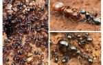 Faze razvoja mrava