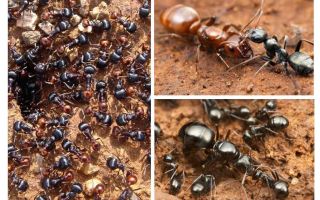 Etapes du développement des fourmis