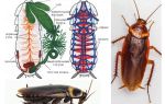 La structure de la blatte - externe et interne