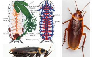 Strukturen av kakerlakk - ekstern og intern