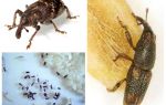 Rice Weevil - et ondsindet skadedyr af korn