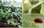 Metoder til at håndtere edderkoppemider på kimplanter