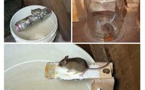 Jak zrobić pułapkę na myszy własnymi rękami