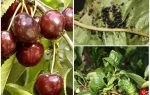 Hvordan slippe af bladlus på kirsebær og kirsebær