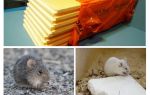 Hvorvidt mus spiser penoplex