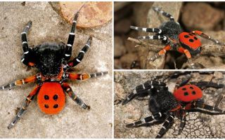 Penerangan dan gambar labah-labah di Crimea