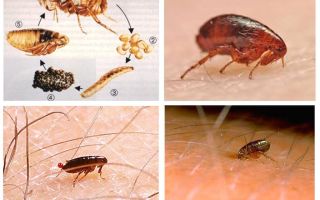¿Pueden las pulgas vivir en el cabello humano?
