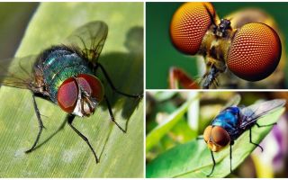 Quantos quadros por segundo uma mosca vê e quantos olhos ela tem