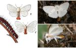 Beskrivelse og billede af sommerfugl og larver