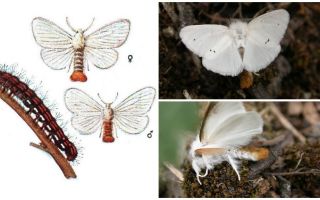 Opis i zdjęcie motyla i gąsienic