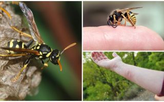 Wasp bite, fordel eller skade på hvepegifte