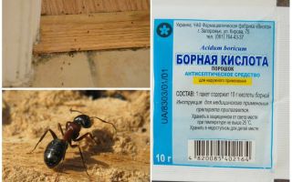 Πώς να αφαιρέσετε τα μυρμήγκια από ένα ξύλινο σπίτι