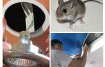 Hvordan bli kvitt mus i strekningstaket