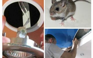 Jak pozbyć się myszy w suficie napinanym