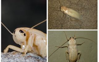 Hvide albino kakerlakker i lejligheden
