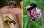 Forskelle fra en humle fra en bi og en hvep