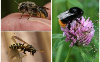 Forskelle fra en humle fra en bi og en hvep