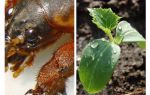 Sådan beskytter du kimplanter fra Medvedka