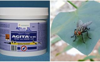 Η χρήση του Agita από τις μύγες