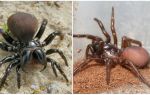 Beskrivelse og billeder af australske edderkopper