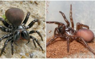 Opis i zdjęcia australijskich pająków