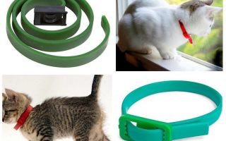 Les meilleurs colliers anti-puces et anti-tiques pour chats