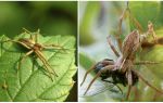 Hvor mange almindelige edderkopper lever i lejligheden og i naturen