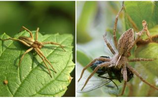Hvor mange almindelige edderkopper lever i lejligheden og i naturen