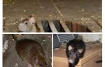 Kako uhvatiti štakora u kući