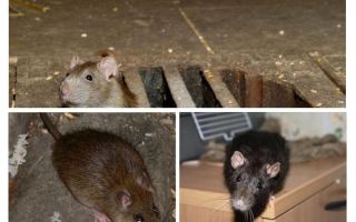 Jak złapać szczura w domu