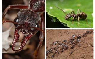 Tout sur les fourmis
