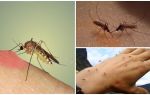Hvorfor gør myg i naturen
