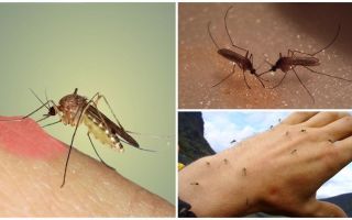 Po co komary w przyrodzie