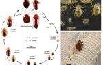 Hvor mange bedbugs lever uten mat
