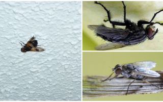 Καθώς μια μύγα κάθεται και προσκολλάται στο ταβάνι