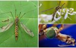 Store myg med lange ben (dåser)