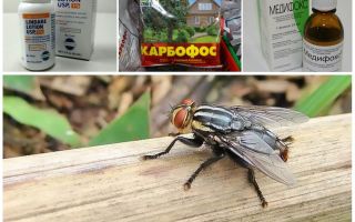 Hvad er gadflies og gadflies bange for, en gennemgang af midlerne