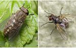 Beskrivning och foto biter flugor