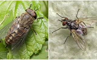 Descrição e foto morde moscas