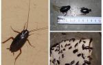 Kako se riješiti velikih crnih žohara u stanu