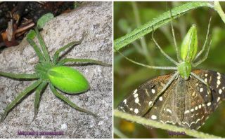 Grønne edderkopper i Rusland