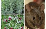 Narodni lijekovi za miševe