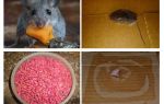 Πώς να βγάλετε τα ποντίκια από το γκαράζ