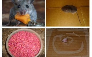 Jak wyciągnąć myszy z garażu